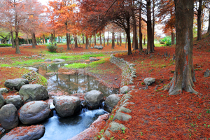 宜蘭縣羅東鎮-羅東運動公園落羽松之美
