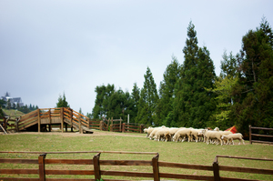 南投縣仁愛鄉－清境農場
