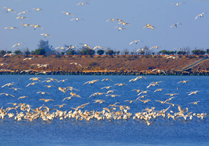 台南市七股區-黑面琵鷺
