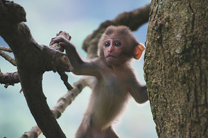 台南市南化區-烏山小獼猴