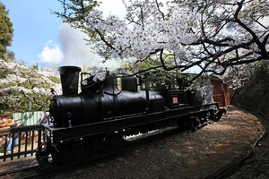 嘉義縣番路鄉-阿里山櫻花與火車