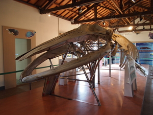 台南市台江鯨豚館