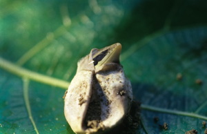 剛孵化的長尾南蜥