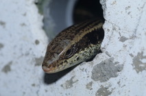 長尾南蜥在水泥洞護蛋