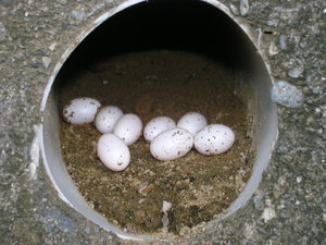 長尾南蜥在水泥洞的蛋
