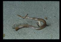 赤背松柏根正準備鑽入龜蛋巢中吃蛋