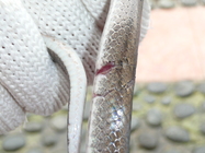 赤背松柏根打鬥後傷痕累累，大部分受傷部位集中在尾巴