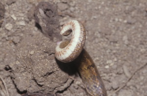 赤背松柏根打鬥時會捲起尾巴威對手