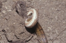 赤背松柏根打鬥時會捲起尾巴威對手