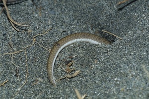 水泥洞中護蛋的長尾南蜥