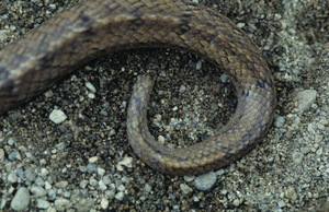 斷尾的公赤背松柏根