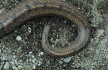 斷尾的公赤背松柏根