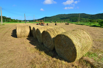 屏東縣滿州鄉-牧草收成