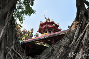 嘉義縣鹿草鄉 中寮安溪城隍廟 老樹與廟