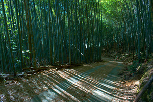  嘉義-隙頂 清晨的竹林(一)