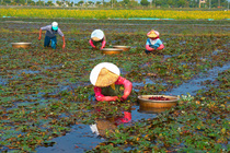  台南-官田 採紅菱(二)