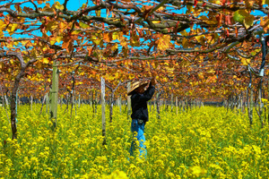  苗栗-卓蘭 葡萄園