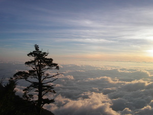 孤杉與雲海