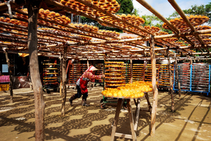 新竹縣新埔鎮-曬柿餅