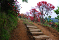 台北市士林區--紅楓之路