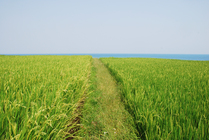 花蓮縣新社_梯田    風景的盡頭