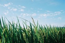 苗栗縣南庄鄉 - 豐饒