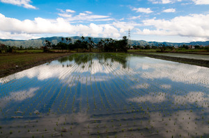 壽豐的農田