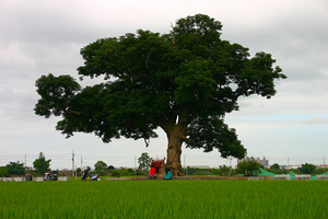 大村鄉-三春老樹