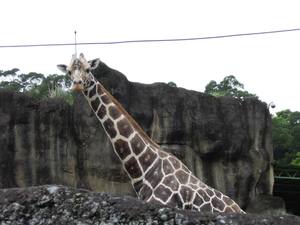 木柵動物園-長頸鹿