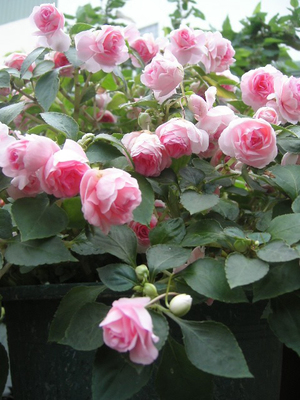 安平延平老街巷內