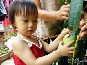 跟阿嬤摘芒果