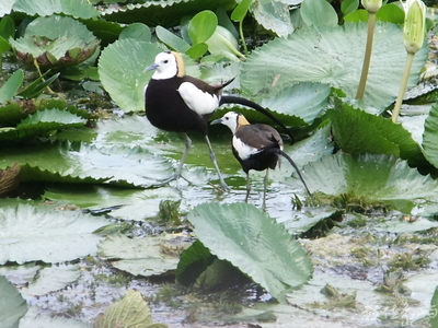 台灣拼圖