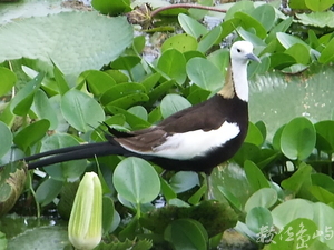 水雉(公)