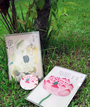 荷花資料夾與杯墊組