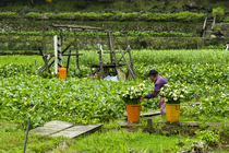竹子湖採海芋的農人