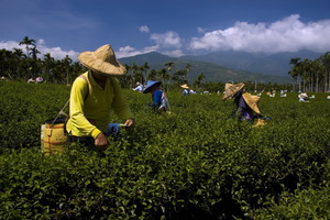 採茶樂 瑞穗 蜜香紅茶