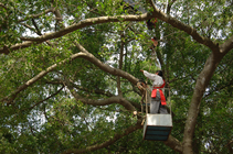 佳里金唐殿取(舟參)