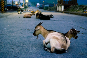 地景與生態組_吳冠錂_01_蘭嶼的羊睡在路上