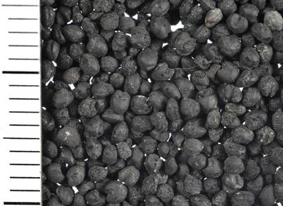 臺灣的史前文化與遺址（本相簿作品皆經作者授權）