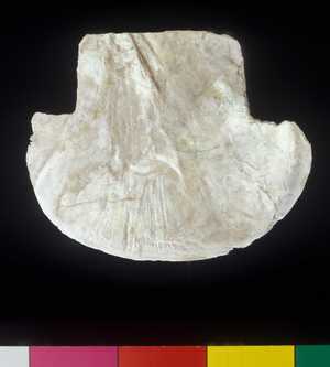 南關里東遺址出土大坌坑文化貝刀