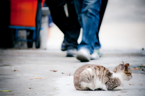 侯硐 秋天的貓咪