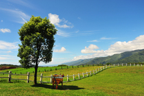 台東縣卑南鄉-初鹿牧場02