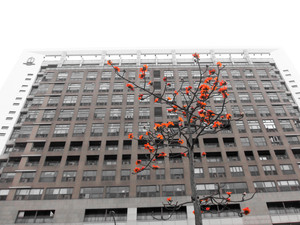 台北市大安區－英雄樹