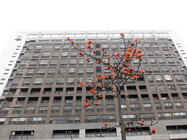 台北市大安區－英雄樹