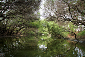 台南市安平區-四草紅樹林綠色隧道