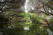 台南市安平區-四草紅樹林綠色隧道