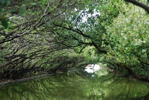 台南縣安南區-綠色隧道