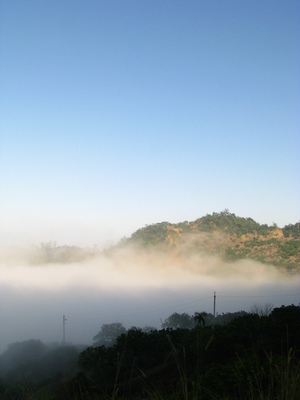 臺南市東山區--咖啡公路