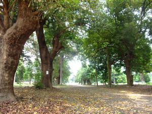 台南市鹽水區-岸內菩提樹