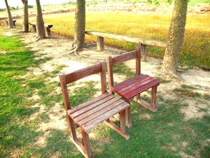 台南市鹽水區-美人樹步道